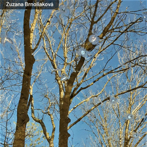 zuzana brnoliakova.jpg